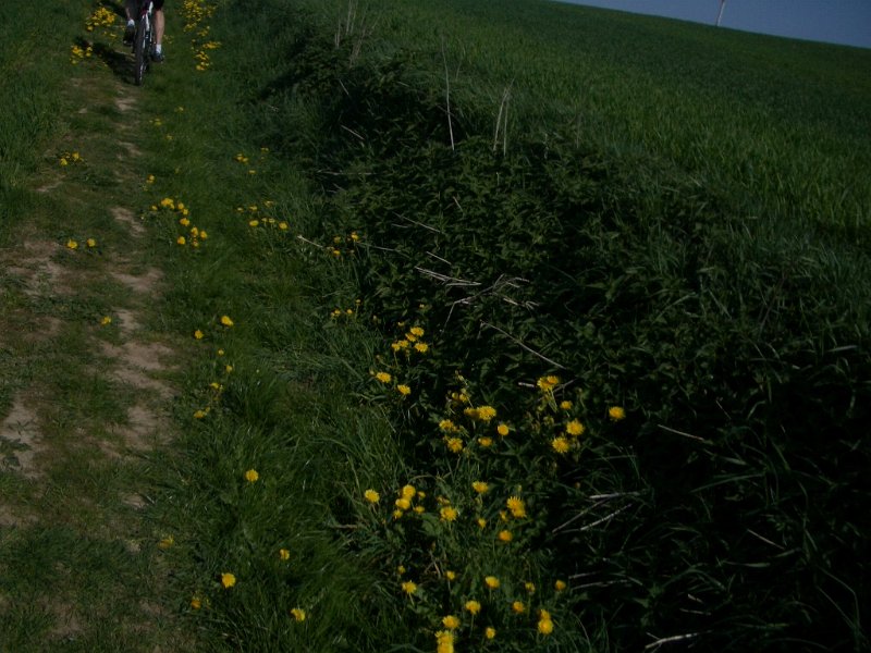 Bungsberg-CTF 483